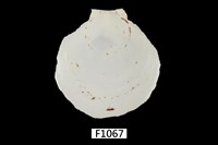 藏品(臺灣日月蛤)的圖片